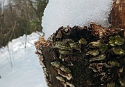 23 una rinfrescatina di neve sul tronco...